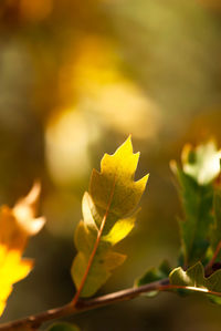 Close-up of yellow maple leaves