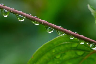 Close-up of wet green plant
