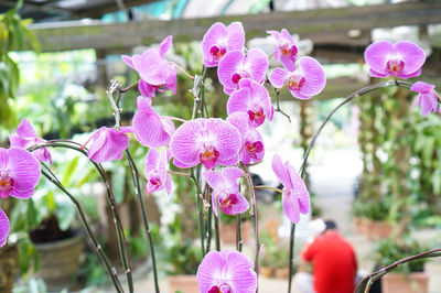 Close-up of pink flowers blooming outdoors