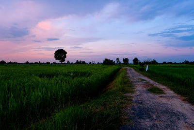 Scenic view of field against sky during sunset