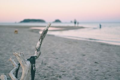 Close-up of wood on beach against sky during sunset