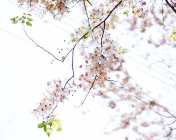 Low angle view of cherry blossoms in spring