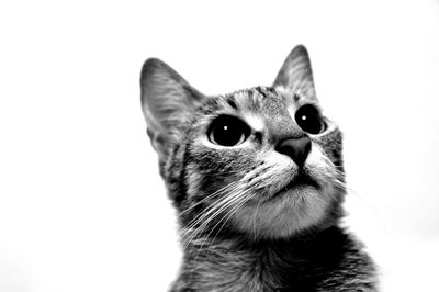 Close-up portrait of cat against white background