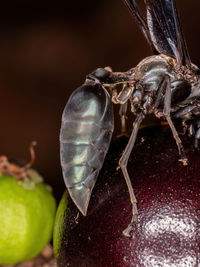 Close-up of insect