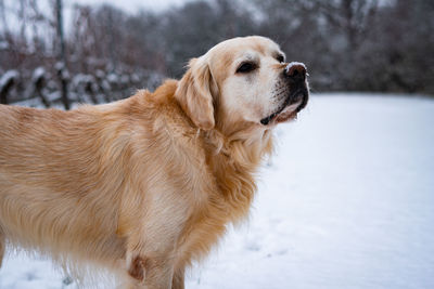 Dog looking away on snow