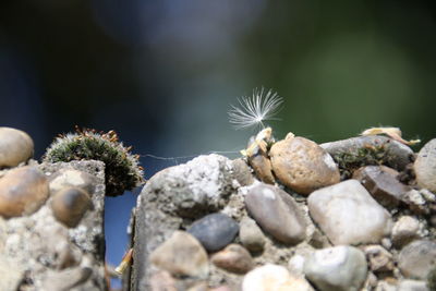 Close-up of crab on rock