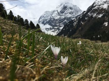 Close-up of crocus flowers on land against mountains