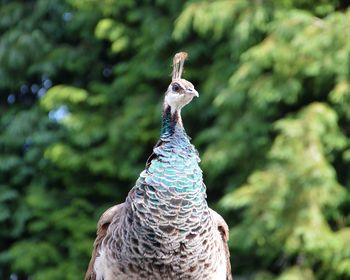 Close-up of peacock