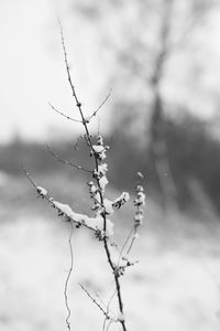 Close-up of snow on branch against sky