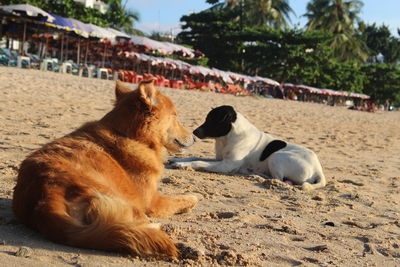 Cat relaxing on sand at beach against sky