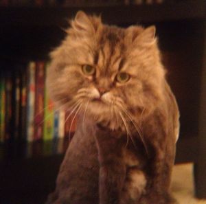 Close-up portrait of cat