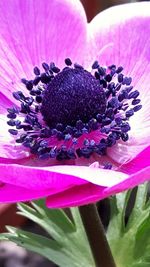 Close-up of pink flower blooming outdoors