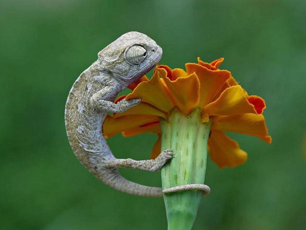 one animal, flower, animal themes, animals in the wild, focus on foreground, wildlife, close-up, beauty in nature, fragility, petal, nature, flower head, insect, single flower, growth, plant, freshness, butterfly, orange color, outdoors