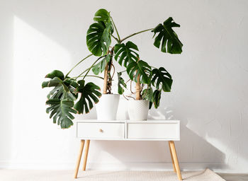 Potted plant against wall