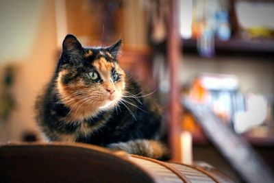 Close-up of a cat looking away