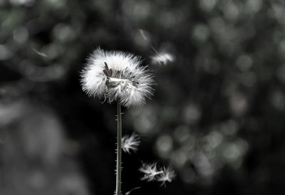 Close-up of dandelion against blurred background