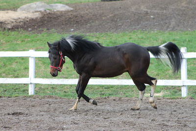 Horse in paddock