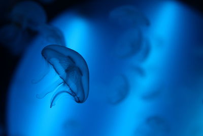 Close-up of jellyfishes swimming in aquarium