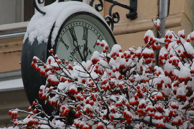 Close-up of red flowering plant during winter