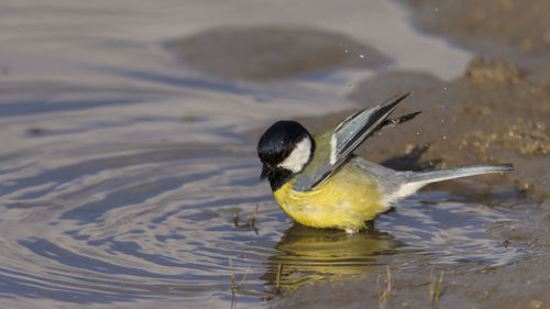 Close-up of great tit in lake