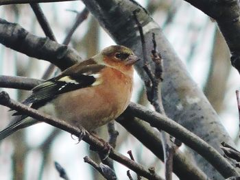 Close-up of bird perching on tree