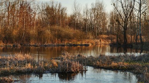 Scenic view of lake in forest against sky