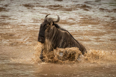 Horse in a river