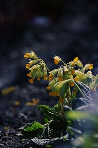 Close-up of yellow flowering plant