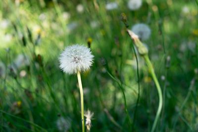 Close-up of dandelion flower on field