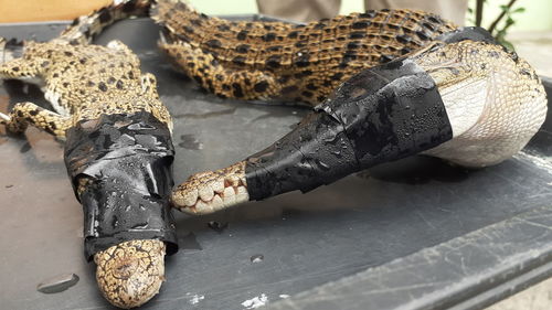 The baby estuarine crocodile was dead and the ducted mouth was rescued from the black market.