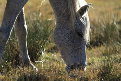 Horse grazing in a field