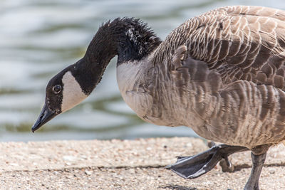 Close-up of canada goose