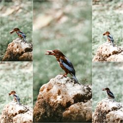 Birds perching on rock