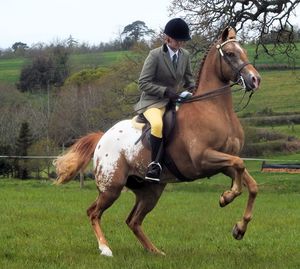 Young man riding horse on grassy field