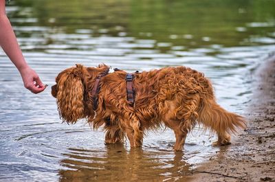 Full length of a dog on the lake