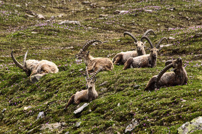 Sheep in a field