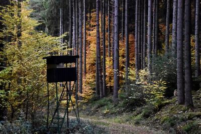 Pine trees in forest