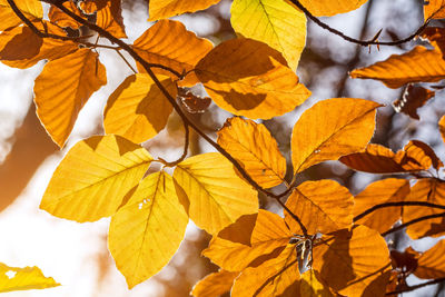 Close-up of yellow maple leaves