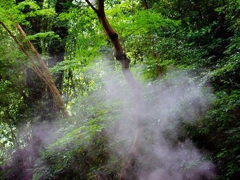 Trees growing in forest
