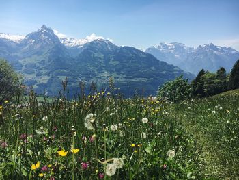 Scenic view of landscape against clear sky