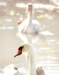 Swan in a lake