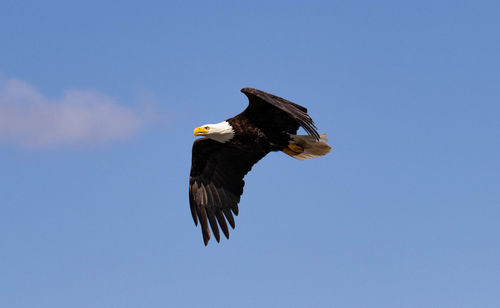 Low angle view of eagle flying against clear blue sky