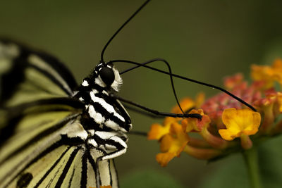 Close-up of butterfly pollinating on flower