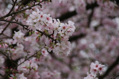 Close-up of cherry blossoms in spring