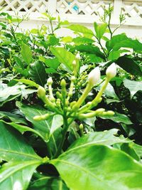 Close-up of fresh green plant