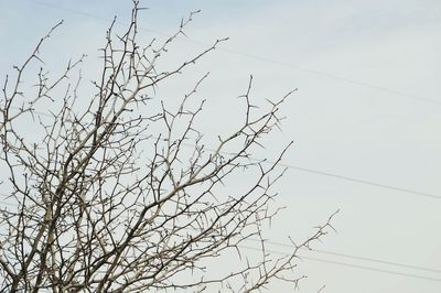 Low angle view of bare trees against sky