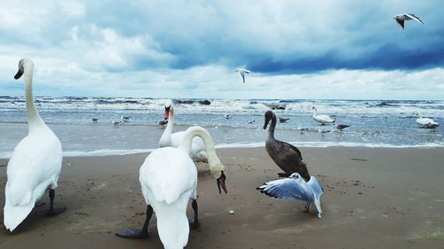 Seagulls on beach