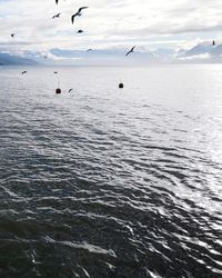 Seagulls flying over sea