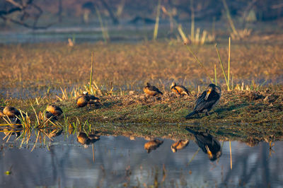 Ducks in a lake
