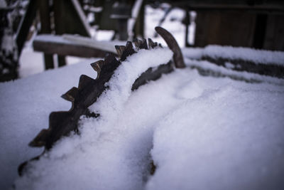 Close-up of frozen on snow